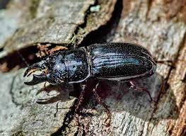 Attēlu rezultāti vaicājumam “Ceruchus chrysomelinus”