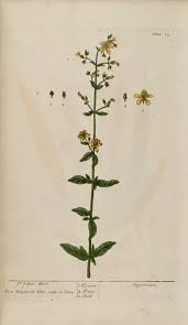 Attēlu rezultāti vaicājumam “Hypericum perforatum fruit”