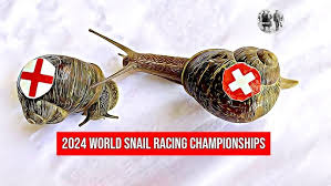 Image result for World Snail Racing Championships