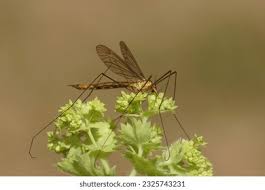 Attēlu rezultāti vaicājumam “Tipulidae female”