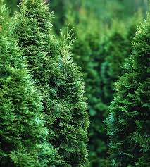 Attēlu rezultāti vaicājumam “Thuja occidentalis leaf”