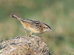 Image result for Cisticola juncidis