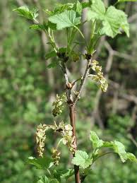 Attēlu rezultāti vaicājumam “Ribes spicatum”