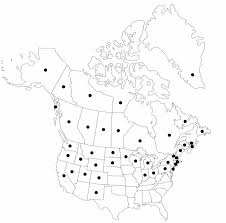 Attēlu rezultāti vaicājumam “Carex disperma”