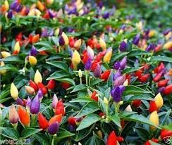 Afbeeldingsresultaat voor numex chimayo hot pepper