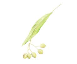 Attēlu rezultāti vaicājumam “Tilia platyphyllos Laciniata fruit”