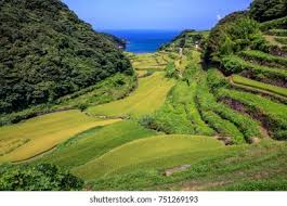 Image result for tanada