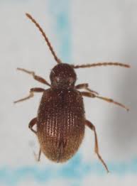 Attēlu rezultāti vaicājumam “Ptinus sp.”