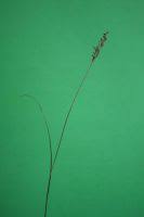 Attēlu rezultāti vaicājumam “Juncus gerardii leaf”