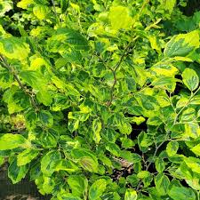 Attēlu rezultāti vaicājumam “Hamamelis virginiana”