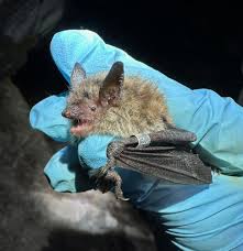 Attēlu rezultāti vaicājumam “Myotis sp.”