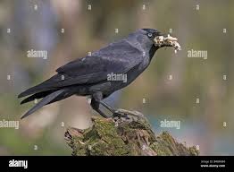 Attēlu rezultāti vaicājumam “Corvus monedula adult”