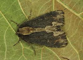 Attēlu rezultāti vaicājumam “Dypterygia scabriuscula”