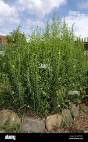 Image result for Artemisia dracunculus