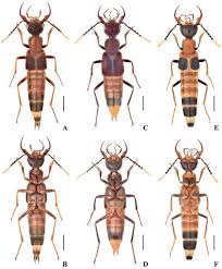 Attēlu rezultāti vaicājumam “Staphylinidae”
