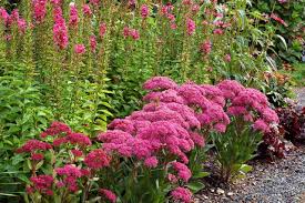 Attēlu rezultāti vaicājumam “Sedum acre bud”