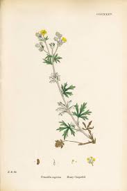 Attēlu rezultāti vaicājumam “Potentilla argentea”