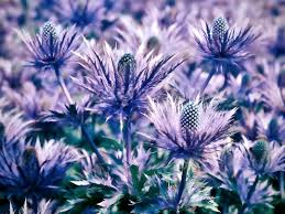Attēlu rezultāti vaicājumam “Eryngium maritimum flower”
