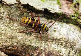 Attēlu rezultāti vaicājumam “Plagionotus detritus imago”