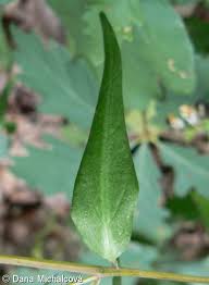 Attēlu rezultāti vaicājumam “Melampyrum pratense leaf”