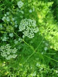 Attēlu rezultāti vaicājumam “Chaerophyllum aromaticum flower”