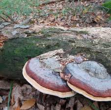 Attēlu rezultāti vaicājumam “Fomitopsis pinicola”