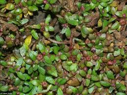 Attēlu rezultāti vaicājumam “Elatinaceae”