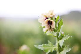 Image result for bilsenkraut