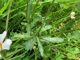 Attēlu rezultāti vaicājumam “Leucanthemum vulgare leaf”