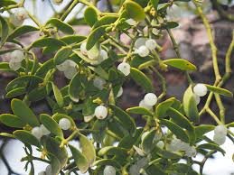 Attēlu rezultāti vaicājumam “Viscum album”