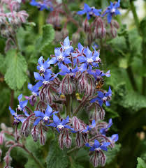 Image result for Borago officinalis
