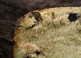 Attēlu rezultāti vaicājumam “Sarcodontia crocea”