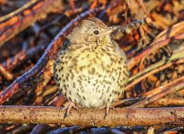 Attēlu rezultāti vaicājumam “Turdus philomelos adult”