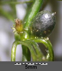 Attēlu rezultāti vaicājumam “Ceratophyllum submersum leaf”