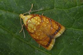 Attēlu rezultāti vaicājumam “Acleris bergmanniana”