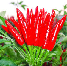 Afbeeldingsresultaat voor thai bird pepper hot pepper