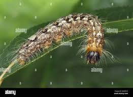 Attēlu rezultāti vaicājumam “Acronicta megacephala larva”