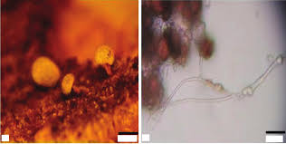 Attēlu rezultāti vaicājumam “Didymium megalosporum spores”