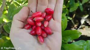 Attēlu rezultāti vaicājumam “Anisantha tectorum fruit”