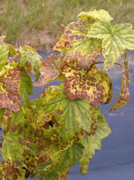 Attēlu rezultāti vaicājumam “Ribes nigrum leaf”