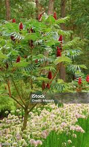 Attēlu rezultāti vaicājumam “Rhus typhina flower”
