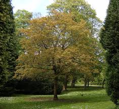 Attēlu rezultāti vaicājumam “Acer platanoides”