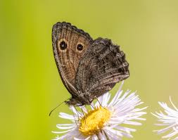 Attēlu rezultāti vaicājumam “Closterotomus biclavatus nymph”