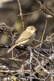 Attēlu rezultāti vaicājumam “Phylloscopus collybita”