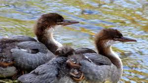 Attēlu rezultāti vaicājumam “Mergus merganser juvenile”