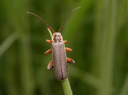 Attēlu rezultāti vaicājumam “Cantharis nigricans”