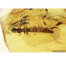 Attēlu rezultāti vaicājumam “Raphidia larva”