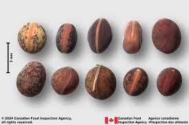 Attēlu rezultāti vaicājumam “Vicia sepium fruit”