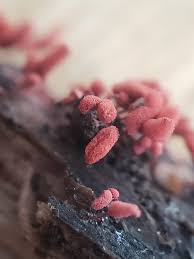 Attēlu rezultāti vaicājumam “Arcyria denudata young”