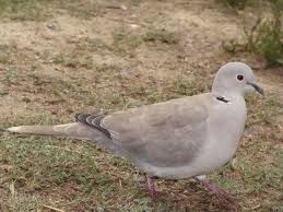 Attēlu rezultāti vaicājumam “Streptopelia decaocto adult”